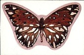Beautiful Butterflies 1977