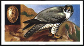 Birds and Their Eggs 1970