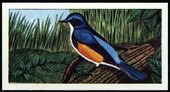 Rare British Birds 1967