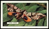 Butterflies and Moths 1938
