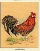 Poultry 2005