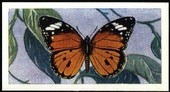 Butterflies and Moths 1967