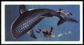 The Sea Our Other World 1974