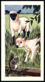 Animals of the Farmyard 1960