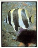 New Zealand Reef Fish 1984
