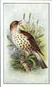 Birds 1940