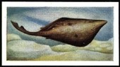 Fish We Eat 1954
