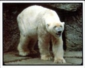 Mammals of the Seas 1985