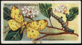 Butterflies and Moths 1904