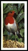 Wild Birds in Britain black back reprint 1973