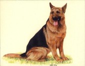 Dogs German Shepherds 1999
