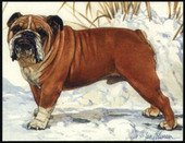 Dogs Bulldogs 1999