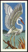 Tropical Birds 1965