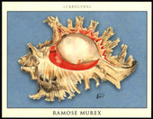 Sea Shells 2008