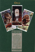 Owls