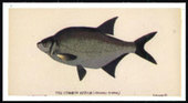 Fish 1989
