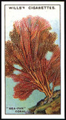 Wonders of The Sea 1928 (C.C.S. reprint) 2000
