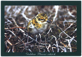 Young of British Birds 2007