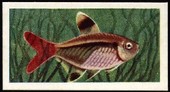 Aquarium Fish 2nd Series 1957