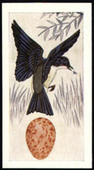 Birds and Their Eggs Black back 1959