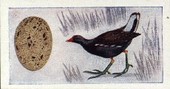 Birds and Their Eggs Blue back 1959