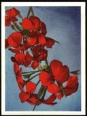 our south african flora cigarette cards London Cigarette Card Company